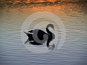 Sunset - swan