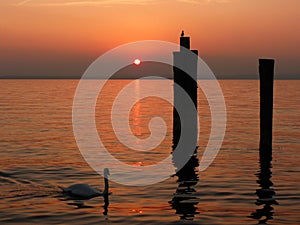 Sunset Swan on the lake