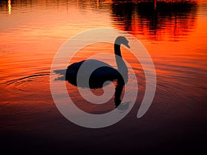 Sunset swan