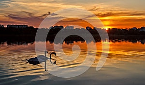 Sunset with swans