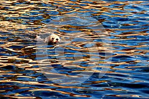 Sunset swimmer