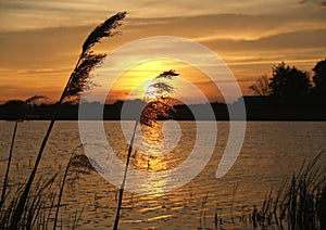 Sunset with tall grass