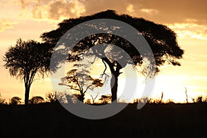 Sunset in Tarangire