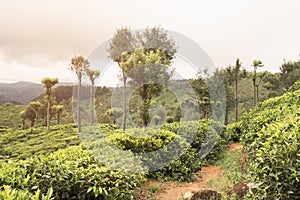 Sunset on tea plantations