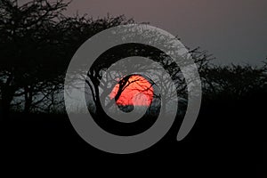 Sunset through Thorn Trees in Africa