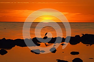 Sunset time observing. Birds on Baltic sea nature reserve Vidzeme jurmala