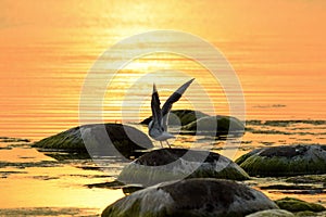 Sunset time observing. Birds on Baltic sea nature reserve Vidzeme jurmala