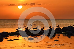 Sunset time observing. Birds on Baltic sea nature reserve Vidzeme jurmala