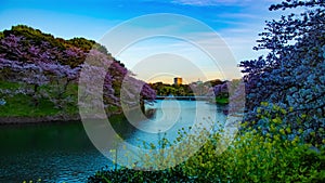 A sunset timelapse of Chidorigafuchi pond with cherry trees in Tokyo in spring wide shot tilt