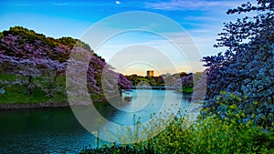 A sunset timelapse of Chidorigafuchi pond with cherry trees in Tokyo in spring wide shot tilt