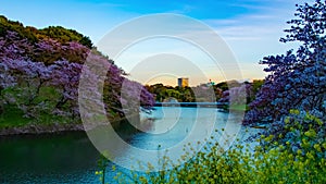 A sunset timelapse of Chidorigafuchi pond with cherry trees in Tokyo in spring wide shot zoom