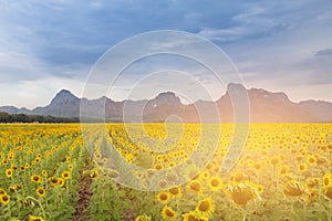 Sunset tone over big sunflower field