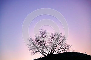 sunset in the town of Aragones, Jabaloyas. tree without leaves in autumn with star background photo