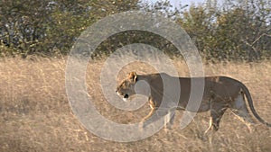 sunset tracking shot of a lioness walking in long grass at masai mara national reserve