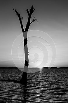 Sunset a Trasimeno lake Umbria, Italy, with a skeletal, tall tree on the foreground