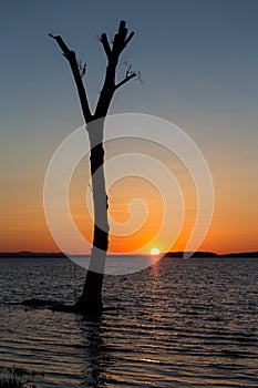 Sunset a Trasimeno lake Umbria, Italy, with a skeletal, tall tree on the foreground