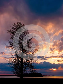 Sunset Tree