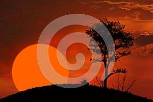 Sunset and tree background