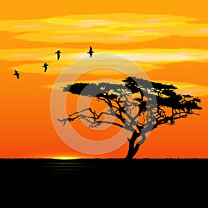 Sunset tree and birds silhouettes