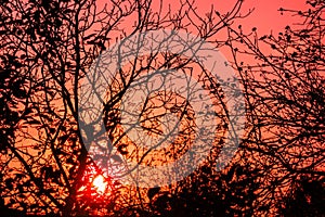 Sunset through tree branches without leaves. Horror or fear concept image. Forest woods in back light of dusk time