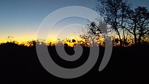 Sunset tree  bushveld peace leaves