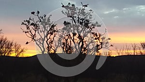 Sunset tree clowds bushveld beauty photo