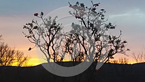 Sunset tree clowds bushveld beauty photo