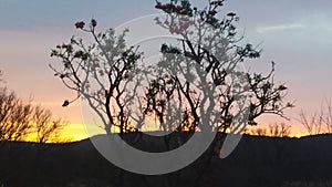 Sunset tree clowds bushveld beauty photo