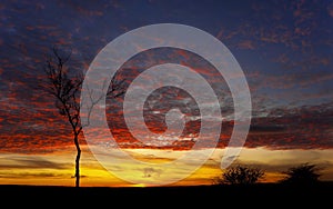 Sunset Tree Derbyshire photo