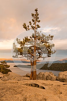 Sunset on a tree growing from the rock at Emerald Bay State Park Lookout in Lake Tahoe