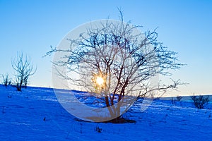 Sunset through tree on hill at winter landscape