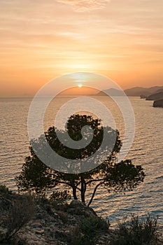 Sunset tree Mediterranean Sea, Spain