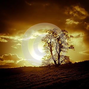 Sunset and tree, Oswestry, Shropshire, England