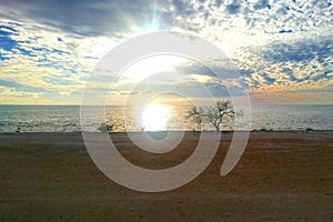 Sunset with tree at the shell beach of Hamelin Pool, Western Australia