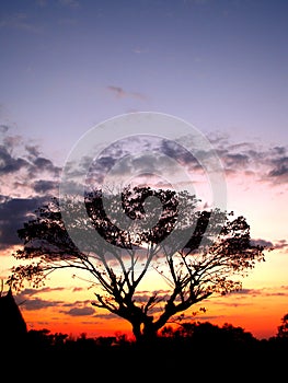 Sunset and tree sihouette 01