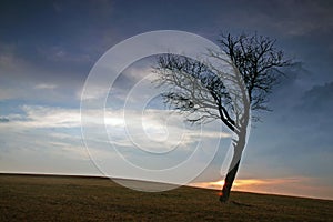 Sunset tree silhouette