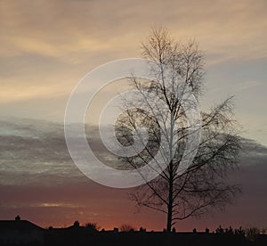 Sunset Tree Silhouette 5