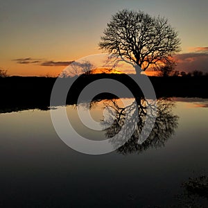 Sunset Tree Silhouette Reflection in floodwater