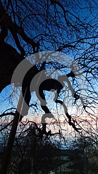 Sunset tree siluette