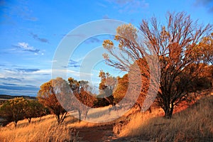 Sunset Trees