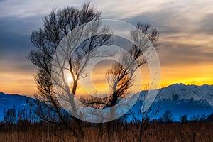 Sunset between trees