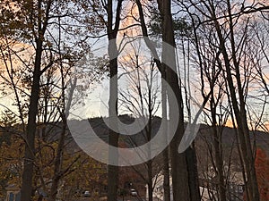 Sunset Through Trees with Background Village Houses