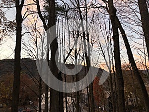 Sunset Through Trees with Background Village Houses