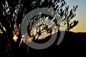 Sunset through the trees in the Blue Mountains