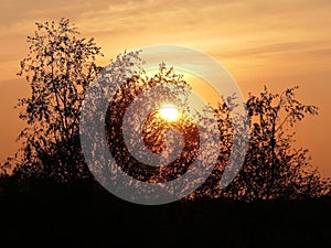 Sunset through trees on Chorleywood Common, Hertfordshire