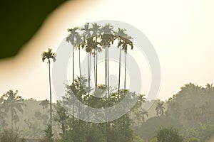 Sunset and the trees on forground with bright sky