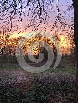 Sunset through trees near Zuidhorn, Netherlands