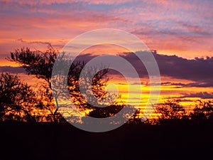 Sunset trees silhouette nature yellow Orange clouds