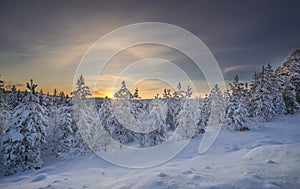 Sunset with trees.Winter in Lapland, Sweden, Norrbotten