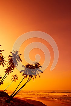 Sunset on tropical beach with coconut palm trees
